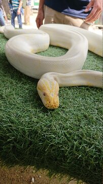 アルビノアナコンダ