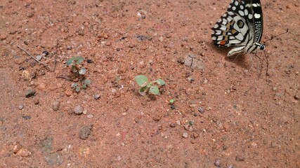 butterfly on the ground