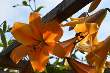 Lilium African Queen © Frederic.M