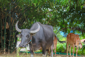 Thai Buffalo ,Thailand