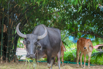 Thai Buffalo ,Thailand