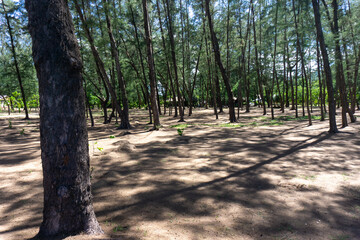 Pine Park on the sandy beach