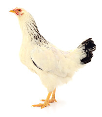 white hen isolated.