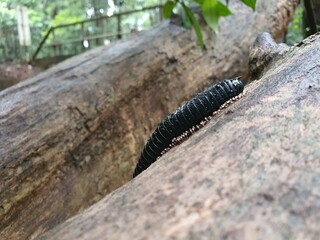 close up of a caterpillar