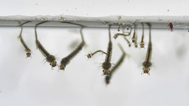  mosquito's larva in water 4K