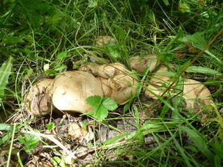 mushrooms in the forest