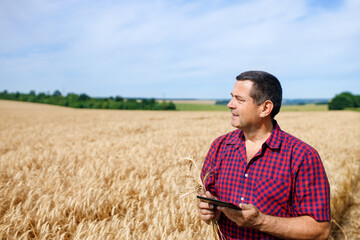 Naklejka na ściany i meble Agronomist in wheat field