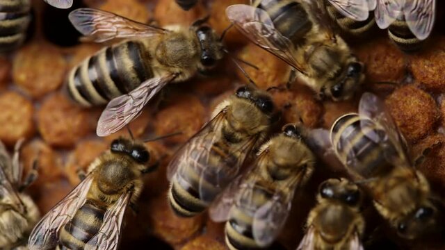 Bees swarming on honeycomb, extreme macro footage. Insects working in wooden beehive, collecting nectar from pollen of flower, create sweet honey. Concept of apiculture, collective work. 4k.