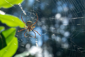 St. Andrew's cross a spider, waiting for prey to enter.