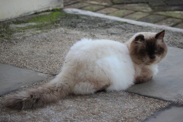 Fototapeta premium the white cat is playing in the park
