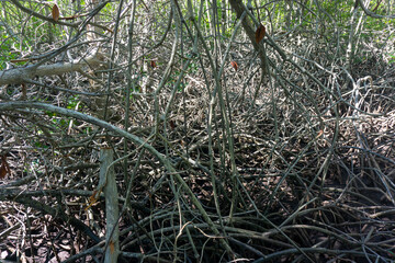 Mangrove forest full of mangroves
