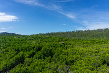 Fototapeta na wymiar The green area of ​​mangrove forest with mangrove trees and blue sky.