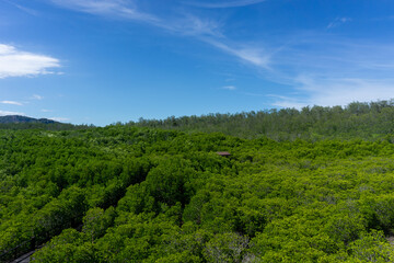 The green area of ​​mangrove forest with mangrove trees and blue sky.