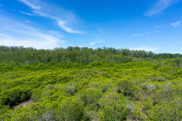 Fototapeta na wymiar The green area of ​​mangrove forest with mangrove trees and blue sky.