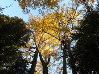 Color changing leaves on trees in the forest telling the arrival of autumn