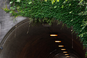 蔦に覆われた出口の見えないトンネルの入り口