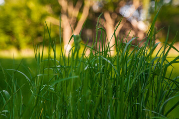Grass macro outdoors in summer
