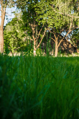 Grass macro outdoors in summer