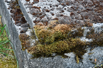 friedhof, moos auf alter grabplatte