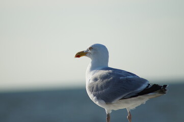 Möve an der Nordsee