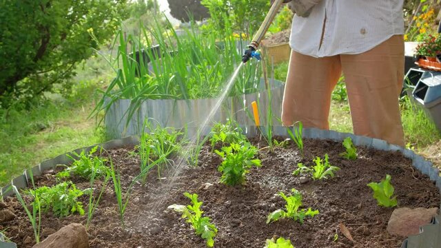 Watering of salad greens growing in organic vegetable garden