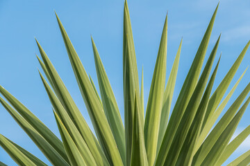 Yucca palm tree  elephantipes