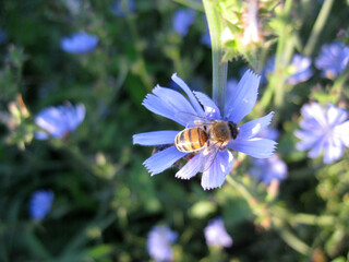bee on a flower chicory
