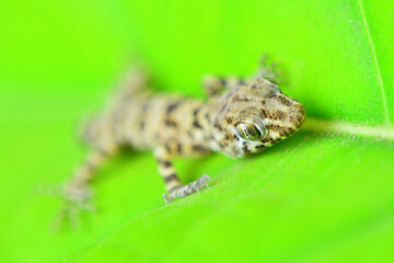 lizard on a leaf