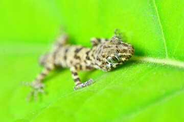 lizard on a leaf