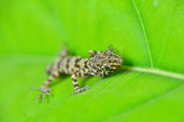 lizard on a leaf