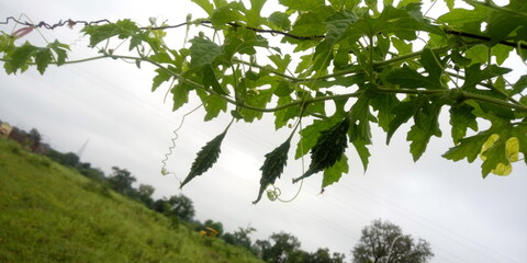 Better melon in garden 