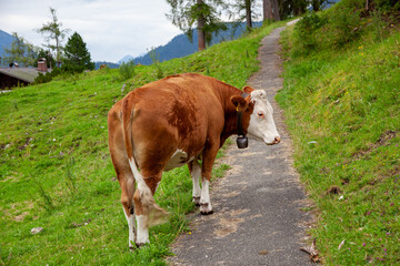 Fototapeta na wymiar Dairy cow with bell in pasture, pathway on hill. cow on footpath on green meadow in mountains, european alps