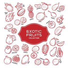 Exotic fruits hand drawn graphics set. Vector illustration.