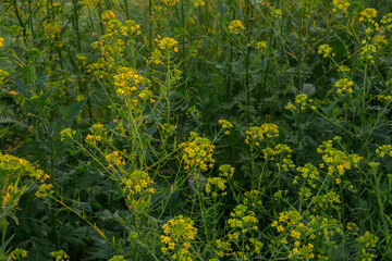 Dandelions close up  at sunset