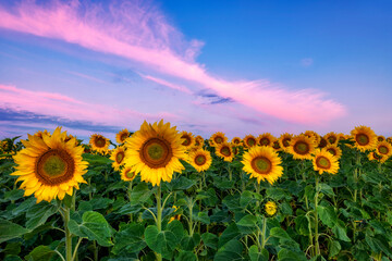 Obraz premium Beautiful sunset over sunflower field