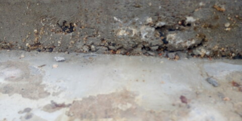 close up of a small fish