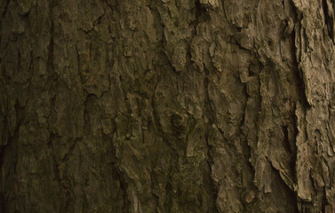 brown larch tree bark texture with cracks closeup