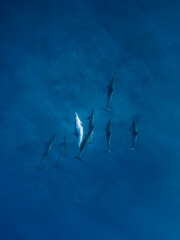 Family of Spinner dolphins in tropical ocean with sunlight. Dolphins in underwater