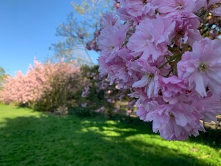 blooming cherry tree
