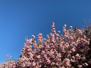 pink cherry blossom