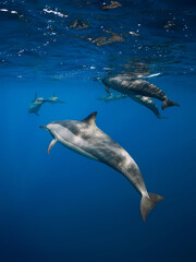 Family of Spinner dolphins in tropical ocean with sunlight. Dolphins in underwater