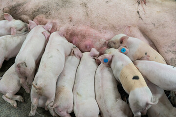 Piglets suckling milky puppets in barn in farrow section.