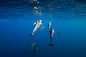 Fototapeta premium Family of Spinner dolphins in tropical ocean with sunlight. Dolphins in underwater