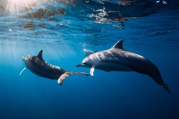 Poster Im Rahmen Family of Spinner dolphins in tropical ocean with sunlight. Dolphins in underwater © artifirsov