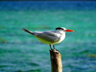 Little Tern (Sternula albifrons) bird of the family Laridae