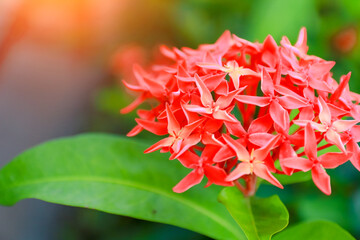 spike flower