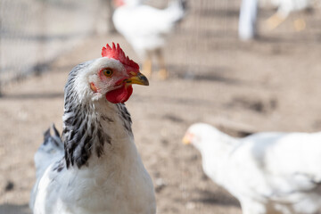 White young hen in chicken coop looking to the right with another white hens in a blurred background. Bio poultry in organic home farm in village