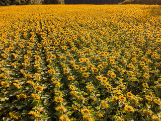 Sunflower field from top view during summer time