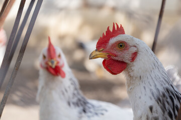 White young hen in chicken coop looking to the left with another hen in a blurred background. Bio poultry in organic home farm in village