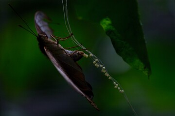 Butterfly on a leaf laying eggs